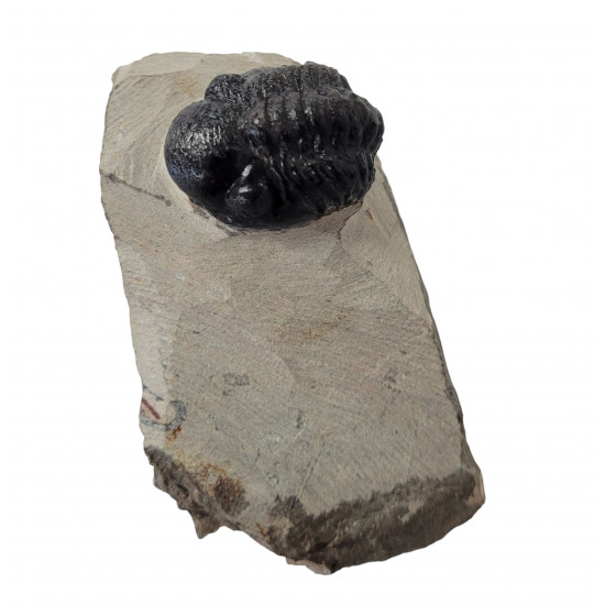 Reedops cephalotes