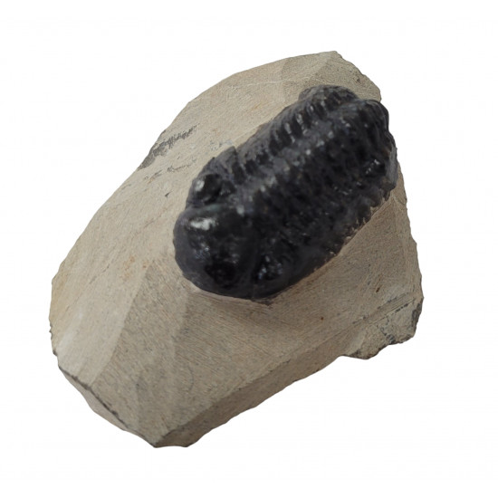 Reedops cephalotes