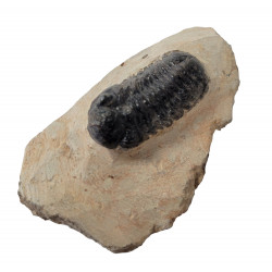 Reedops cephalotes