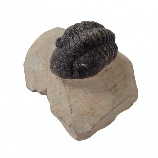 Reedops cephalotes