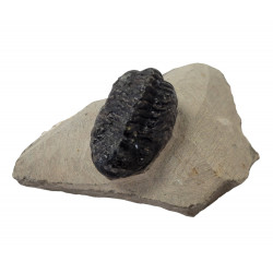 Reedops cephalotes