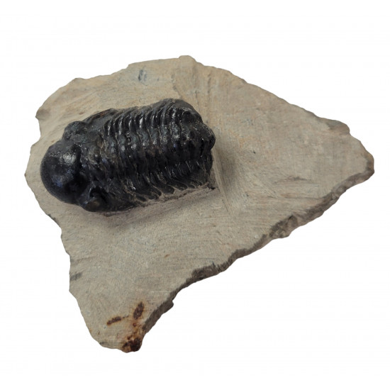 Reedops cephalotes