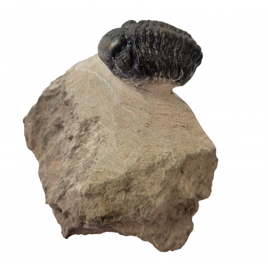 Reedops cephalotes