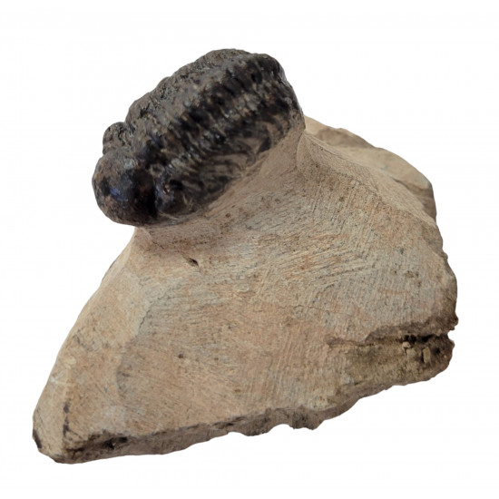 Reedops cephalotes
