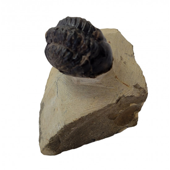 Reedops cephalotes