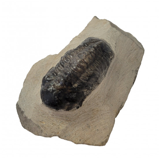 Reedops cephalotes