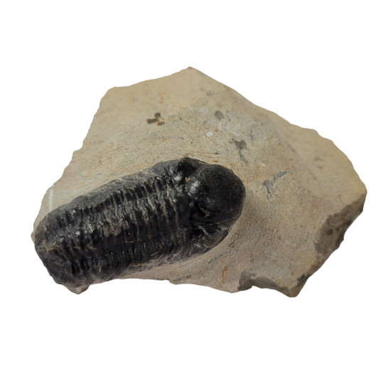 Reedops cephalotes