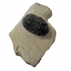 Reedops cephalotes