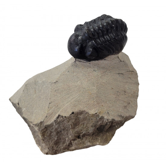 Reedops cephalotes
