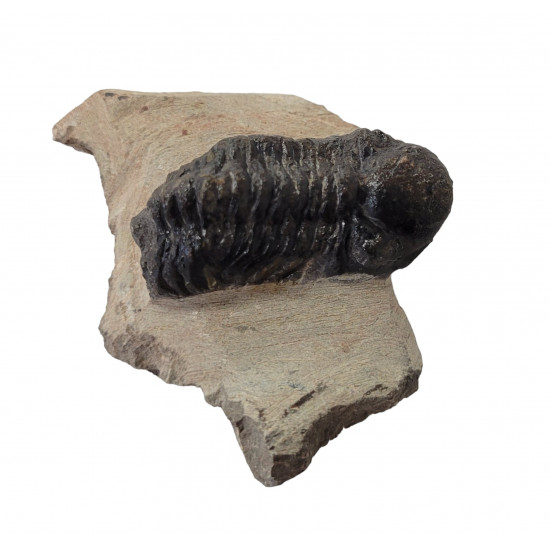 Reedops cephalotes