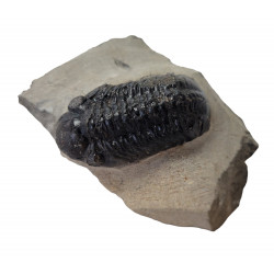 Reedops cephalotes