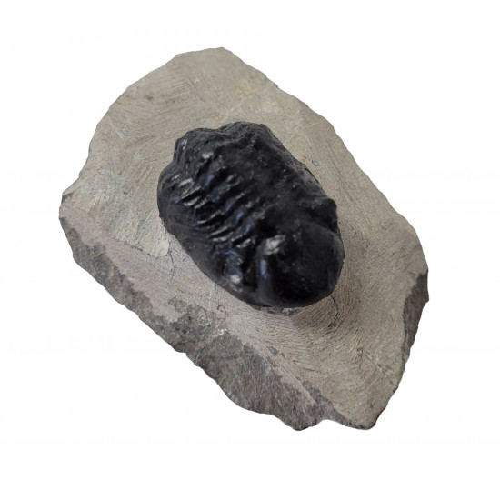 Reedops cephalotes