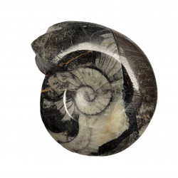 Goniatite