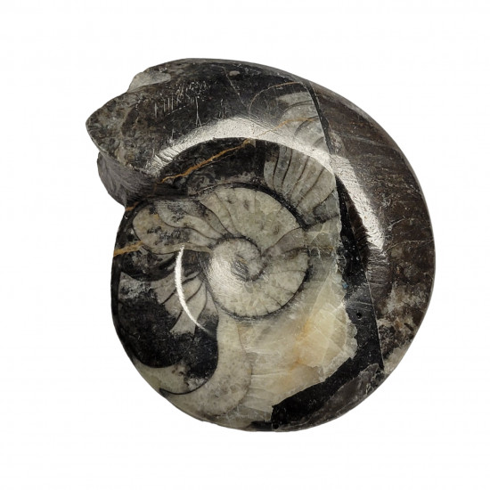 Goniatite Goniatite