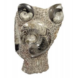 orthoceras and goniatite