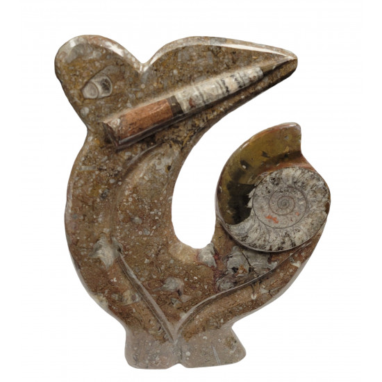 orthoceras and goniatite
