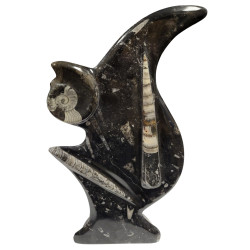 orthoceras and goniatite