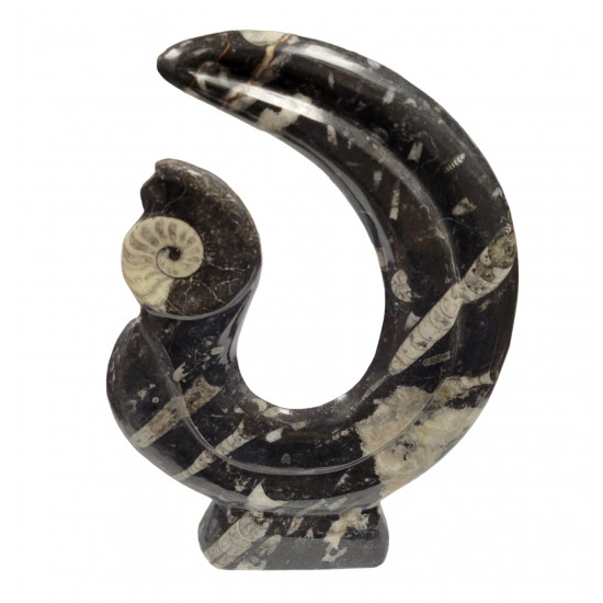 orthoceras and goniatite