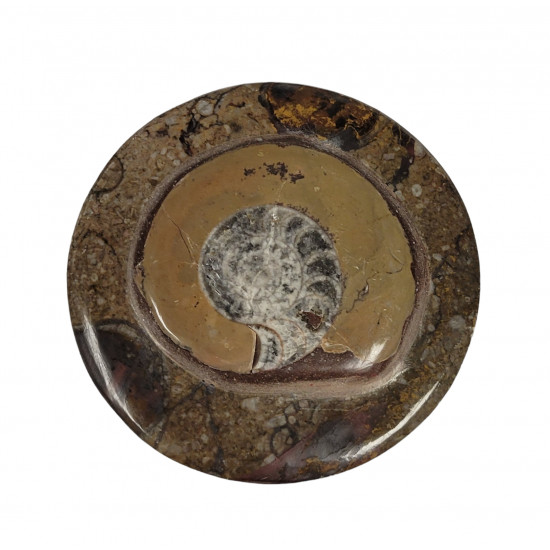fossil marble box 