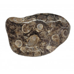 tumbled stone fossil agate