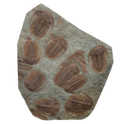 Acadoparadoxides Mureroensis