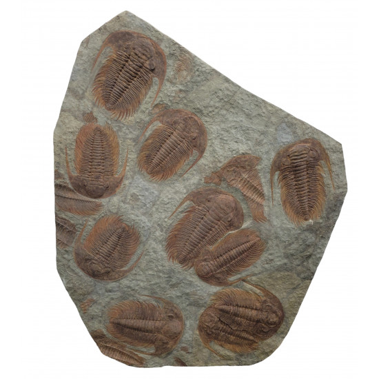 Acadoparadoxides Mureroensis