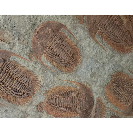 Acadoparadoxides Mureroensis