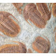 Acadoparadoxides Mureroensis