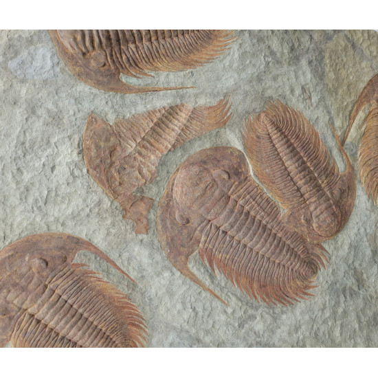 Acadoparadoxides Mureroensis