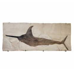 Xiphiorhynchus fossile d'espadon