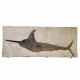 Xiphiorhynchus fossil swordfish