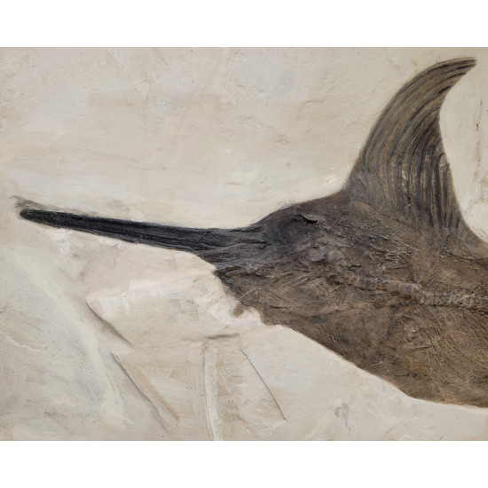 Xiphiorhynchus fossil swordfish