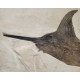 Xiphiorhynchus fossil swordfish