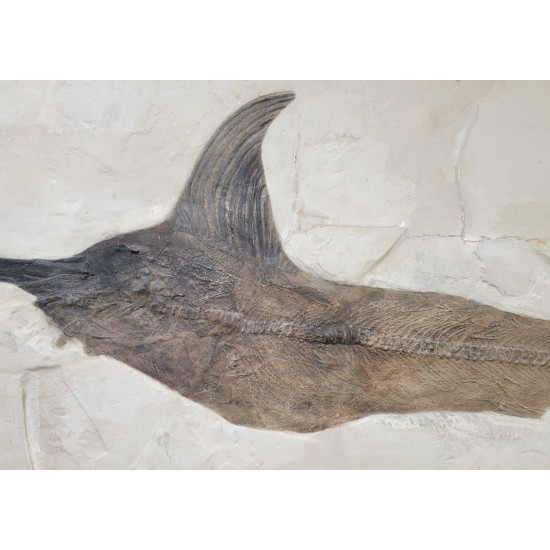 Xiphiorhynchus fossil swordfish