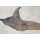 Xiphiorhynchus fossil swordfish