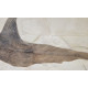 Xiphiorhynchus fossil swordfish