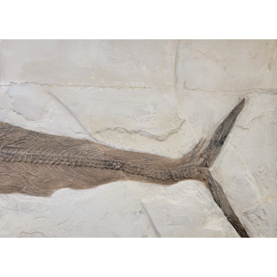 Xiphiorhynchus fossil swordfish