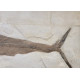 Xiphiorhynchus fossil swordfish