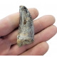 ceratosaurus sp. (tooth) 