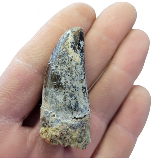 ceratosaurus sp. (tooth) 