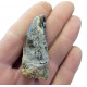 ceratosaurus sp. (tooth) 