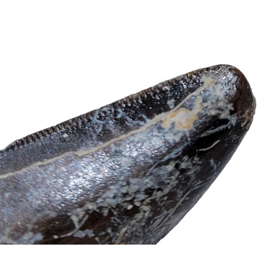 ceratosaurus sp. (tooth) 