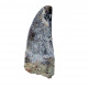 ceratosaurus sp. (tooth) 