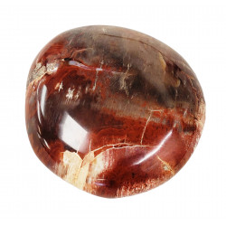palm stone fossil wood