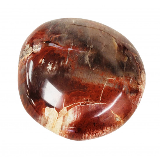 palm stone fossil wood