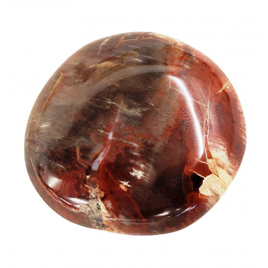palm stone fossil wood