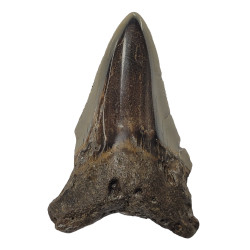 Otodus megalodon north carolina 7 cm