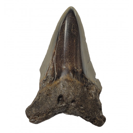 Otodus megalodon north carolina 7 cm