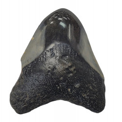 Otodus megalodon caroline du nord  6 cm