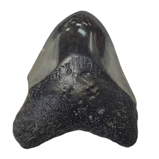 Otodus megalodon north carolina 6 cm
